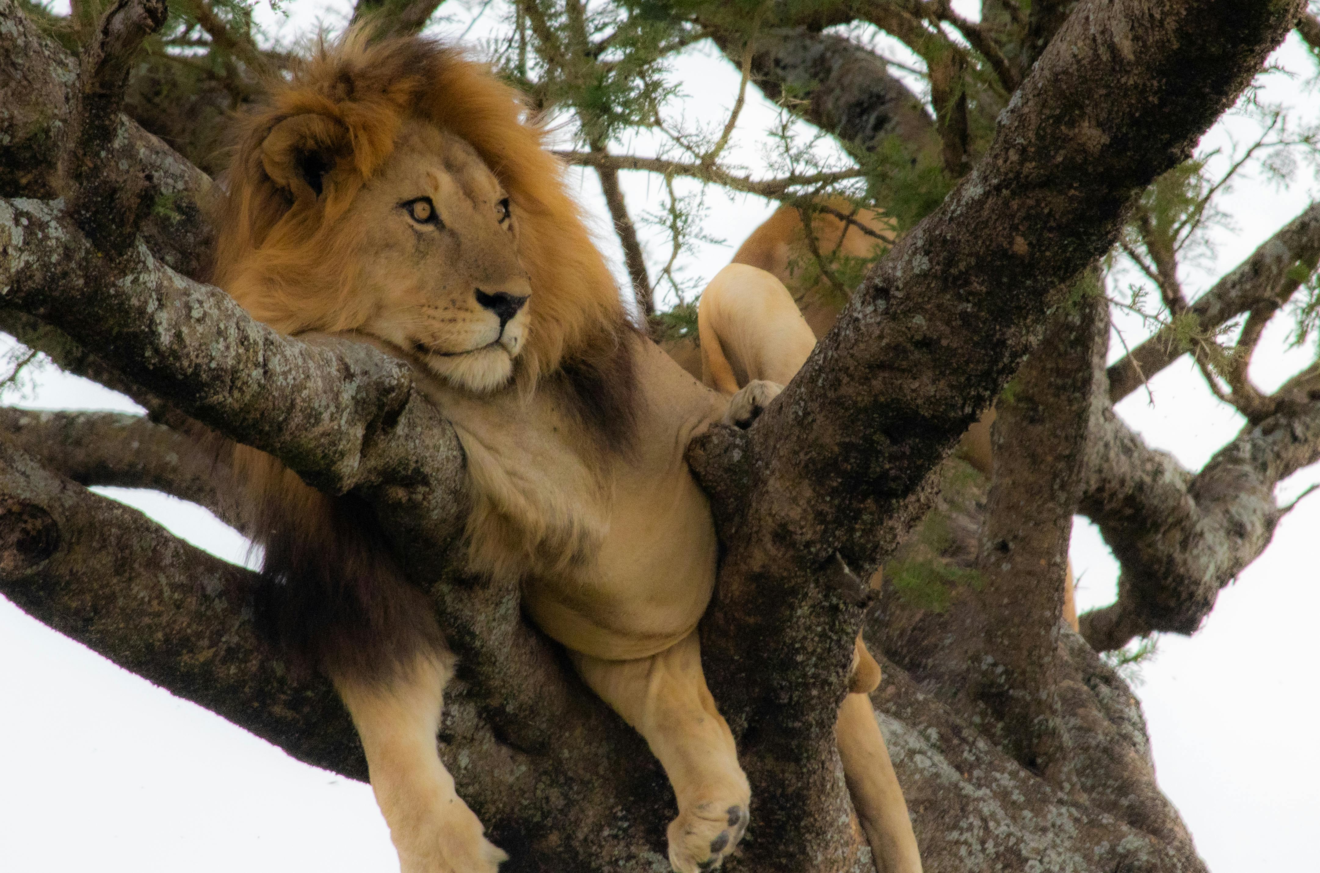 Tree-Climbing Lions