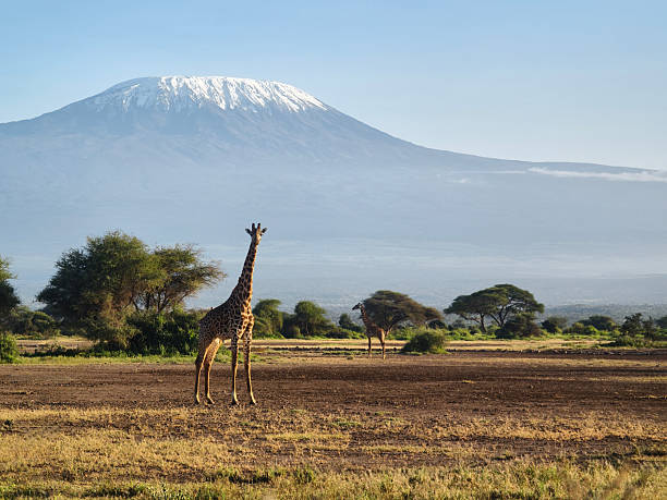 Kilimanjaro Conservation