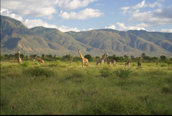 Mkomazi National Park landscape